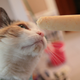 Image for article titled Savory popsicles... can it work?